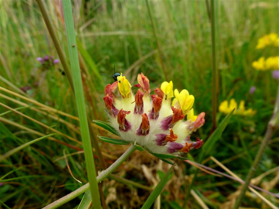 Anthyllis vulneraria L., 1753