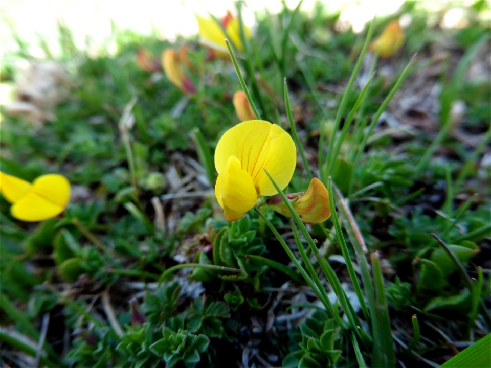 Lotus corniculatus subsp. alpinus (DC.) Rothm., 1963