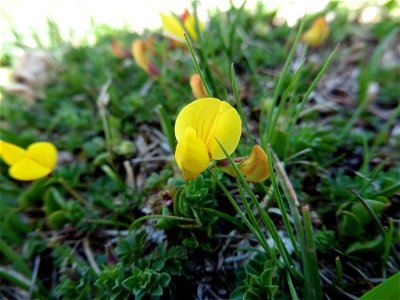 Lotus corniculatus subsp. alpinus (DC.) Rothm., 1963