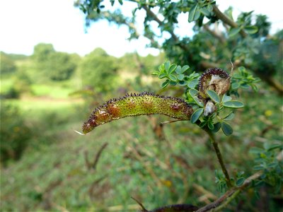 Adenocarpus complicatus (L.) J.Gay, 1836