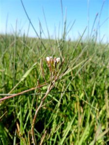 Cardamine parviflora L., 1759