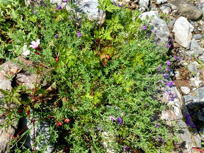 Linaria alpina (L.) Mill., 1768