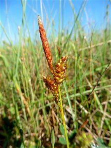 Carex liparocarpos Gaudin, 1804