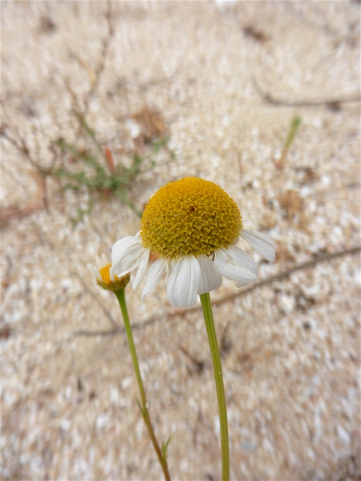 Tripleurospermum maritimum (L.) W.D.J.Koch, 1847