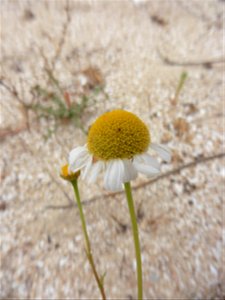 Tripleurospermum maritimum (L.) W.D.J.Koch, 1847