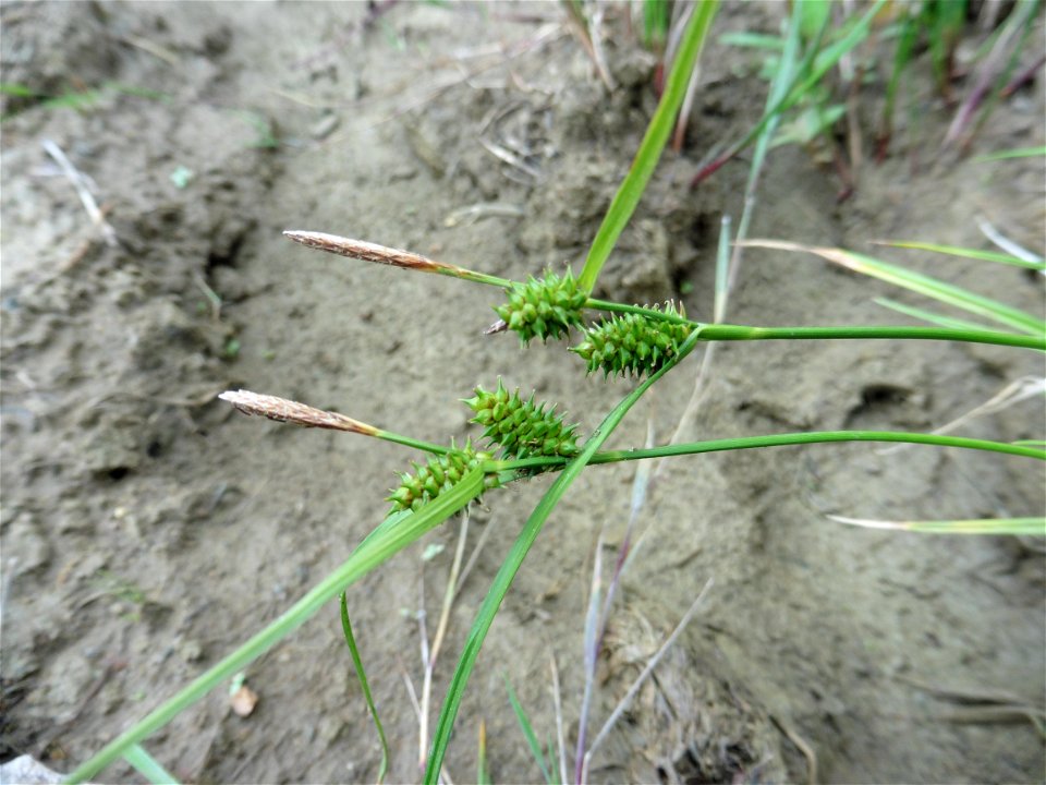 Carex demissa Hornem., 1806