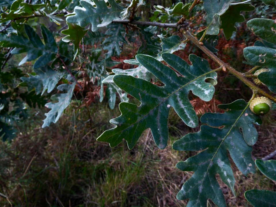 Quercus pyrenaica Willd., 1805