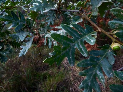 Quercus pyrenaica Willd., 1805