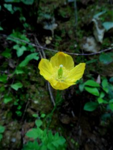 Papaver cambricum L., 1753