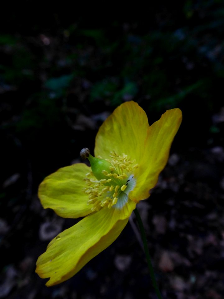 Papaver cambricum L., 1753