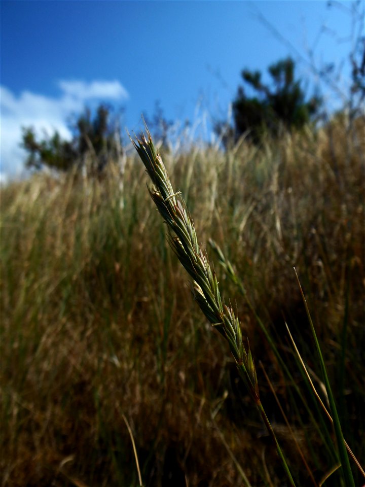 Elytrigia acuta (DC.) Tzvelev, 1973