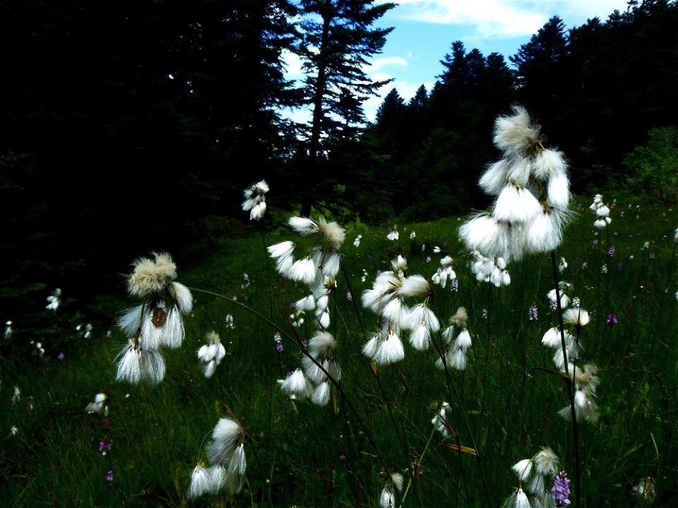 Eriophorum latifolium Hoppe, 1800