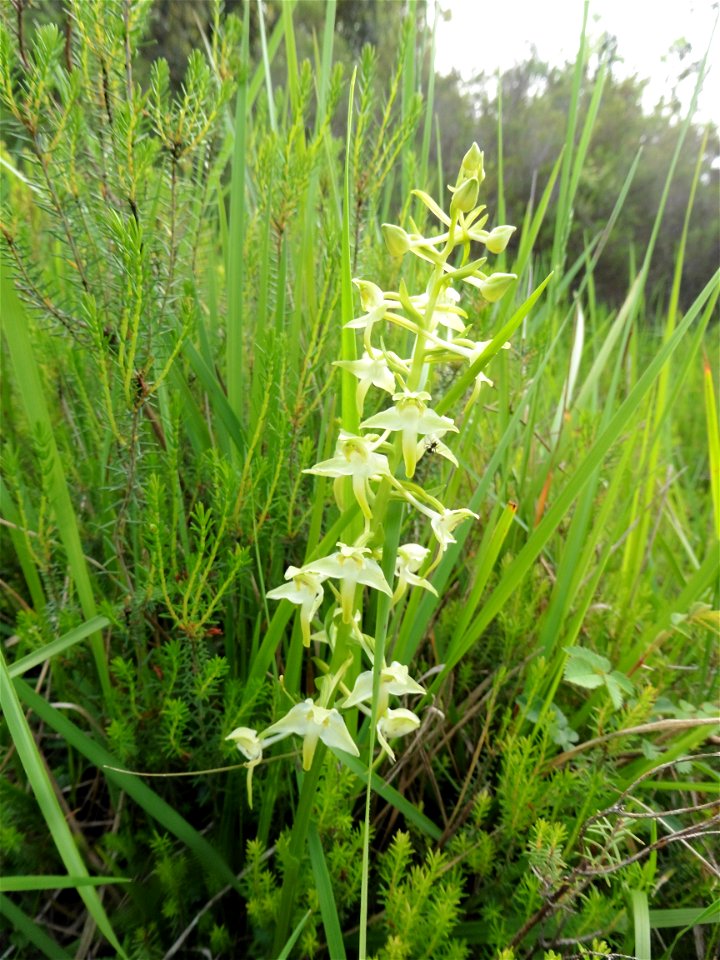 Platanthera chlorantha (Custer) Rchb., 1828