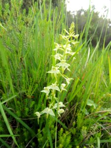 Platanthera chlorantha (Custer) Rchb., 1828