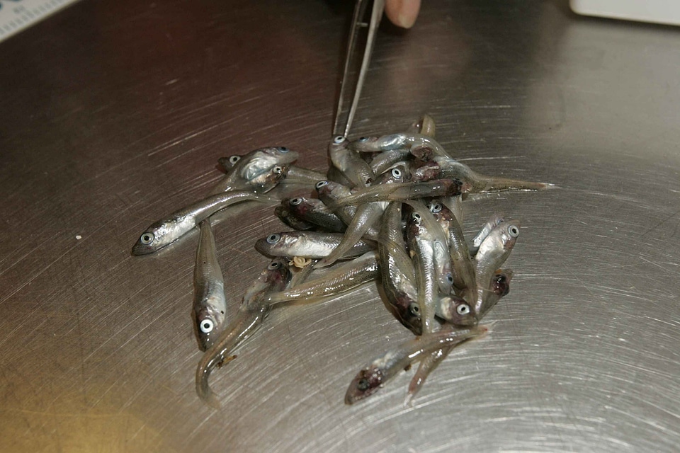 Fish looking 