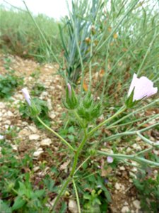 Malva setigera Spenn., 1829