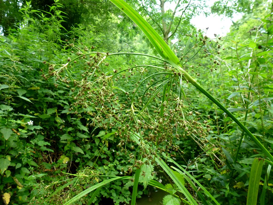 Scirpus sylvaticus L., 1753