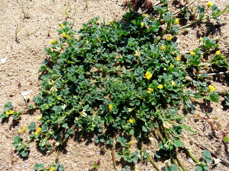 Medicago littoralis Rohde ex Loisel., 1810