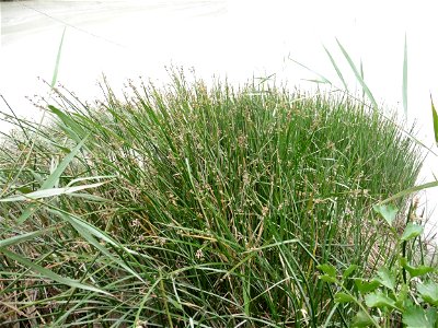 Schoenoplectus triqueter (L.) Palla, 1888