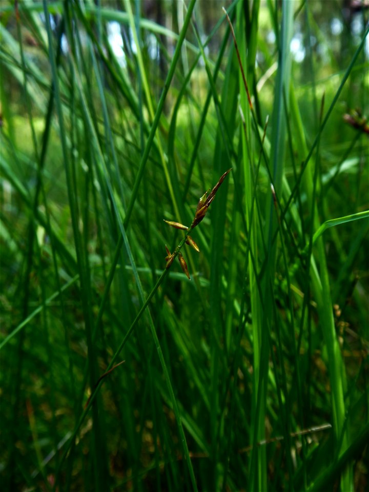 Carex pulicaris L., 1753