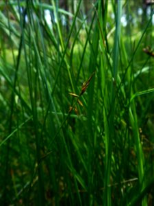 Carex pulicaris L., 1753