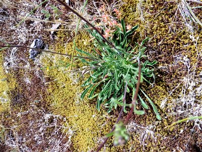Silene otites (L.) Wibel, 1799
