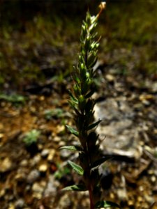 Odontites jaubertianus var. chrysanthus (Boreau) Bolliger