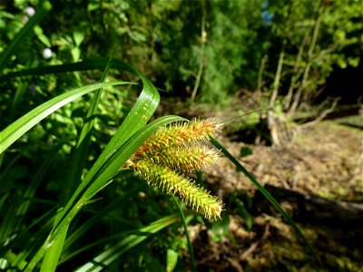 Carex pseudocyperus L., 1753