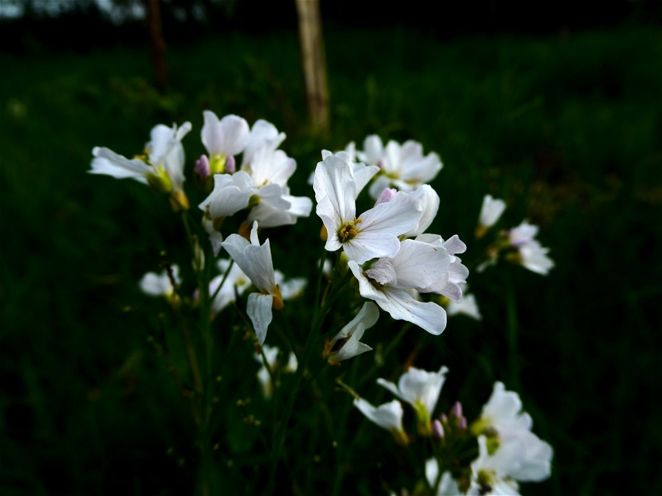 Cardamine pratensis L., 1753