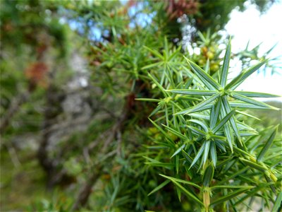 Juniperus communis L., 1753