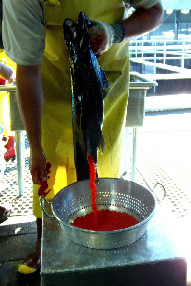 Female fish Oncorhynchus tshawytscha
