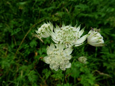 Astrantia major L., 1753