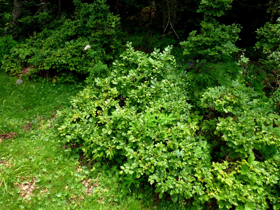 Fagus sylvatica L., 1753