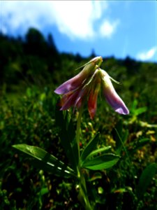 Trifolium alpinum L., 1753