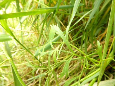 Oenanthe foucaudii Tess., 1884
