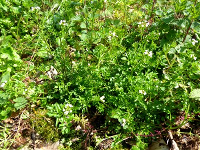 Cardamine flexuosa With., 1796