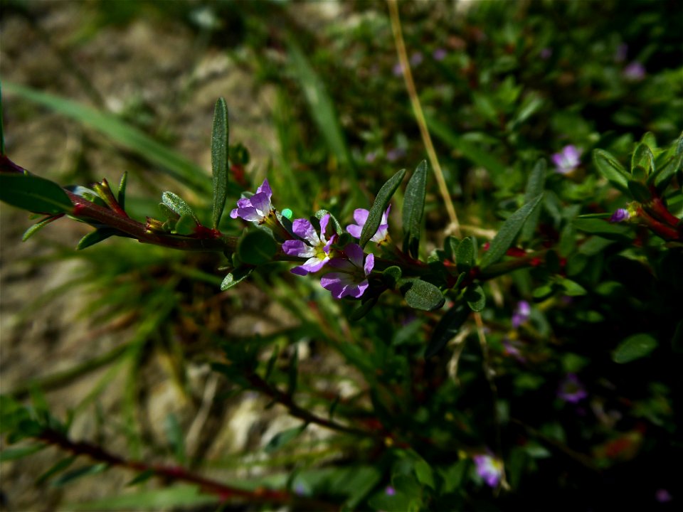 Lythrum tribracteatum Salzm. ex Spreng., 1827