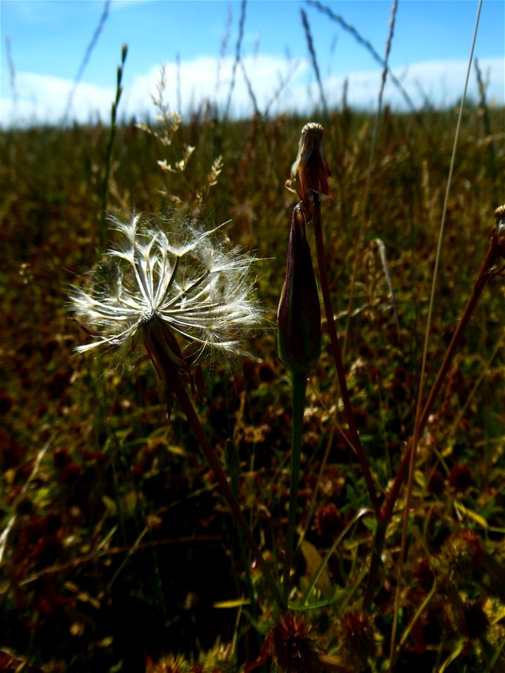 Podospermum laciniatum (L.) DC., 1805