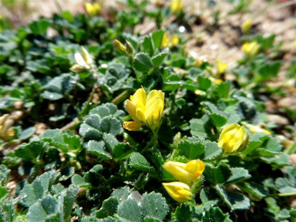 Medicago littoralis Rohde ex Loisel., 1810