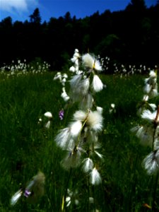 Eriophorum latifolium Hoppe, 1800
