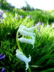 Hyacinthoides non-scripta (L.) Chouard ex Rothm., 1944