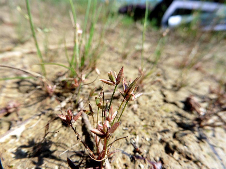 Juncus pygmaeus Rich. ex Thuill., 1799