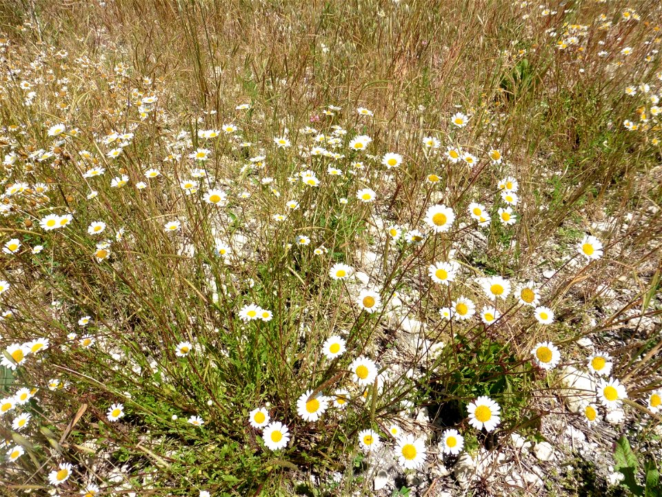 Leucanthemum vulgare Lam., 1779
