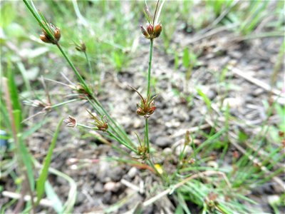 Juncus bulbosus L., 1753