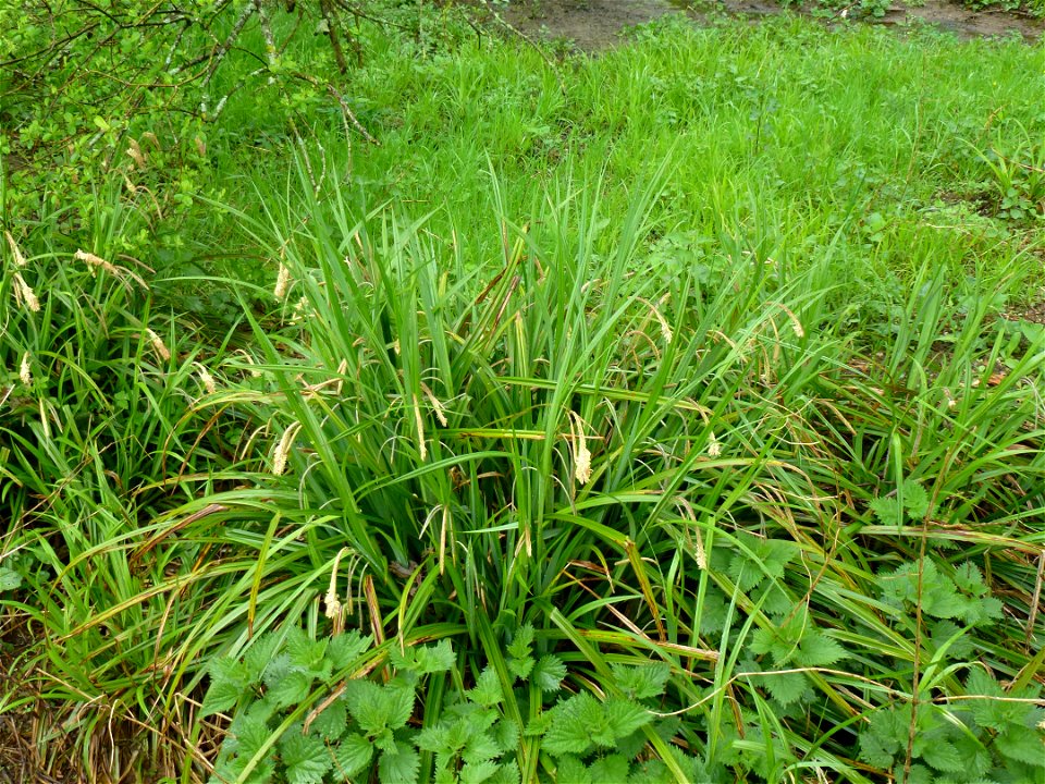 Carex pendula Huds., 1762