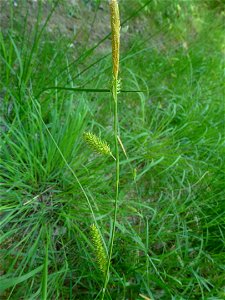 Carex laevigata Sm., 1800