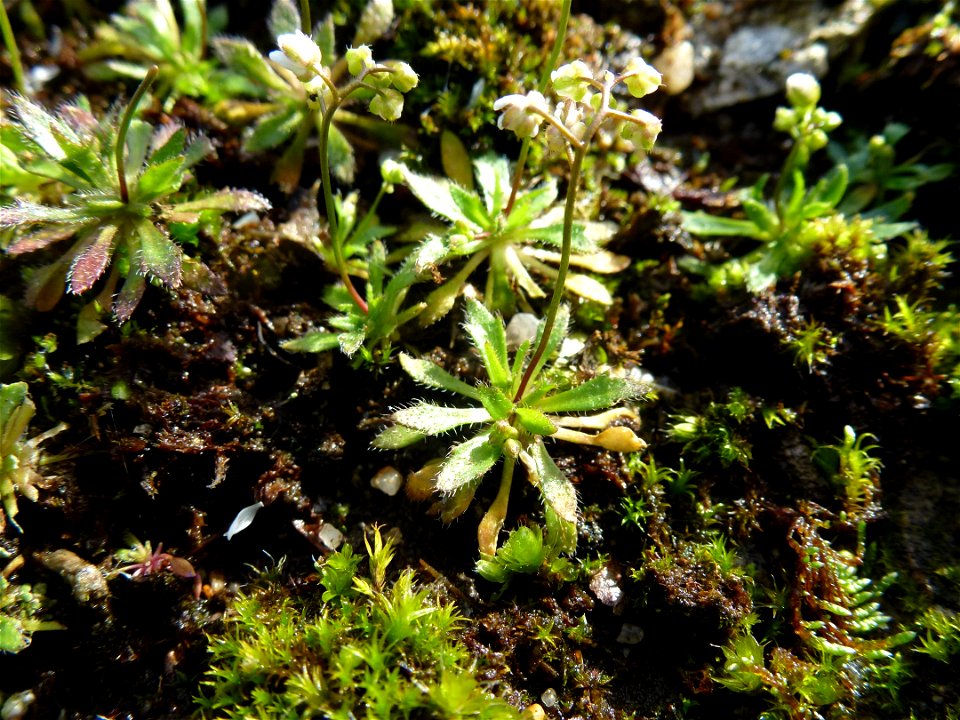 Draba verna L., 1753