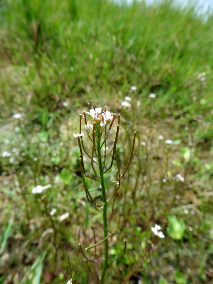 Cardamine parviflora L., 1759
