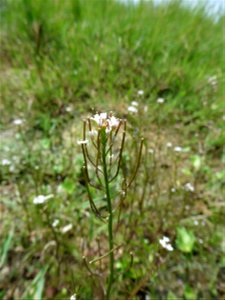 Cardamine parviflora L., 1759
