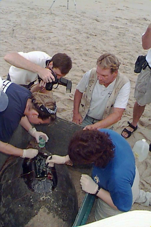 Caretta Caretta mare satellite